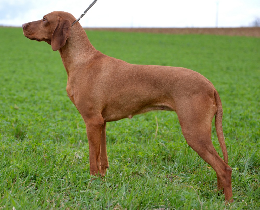 Erika od Kornatického potoka