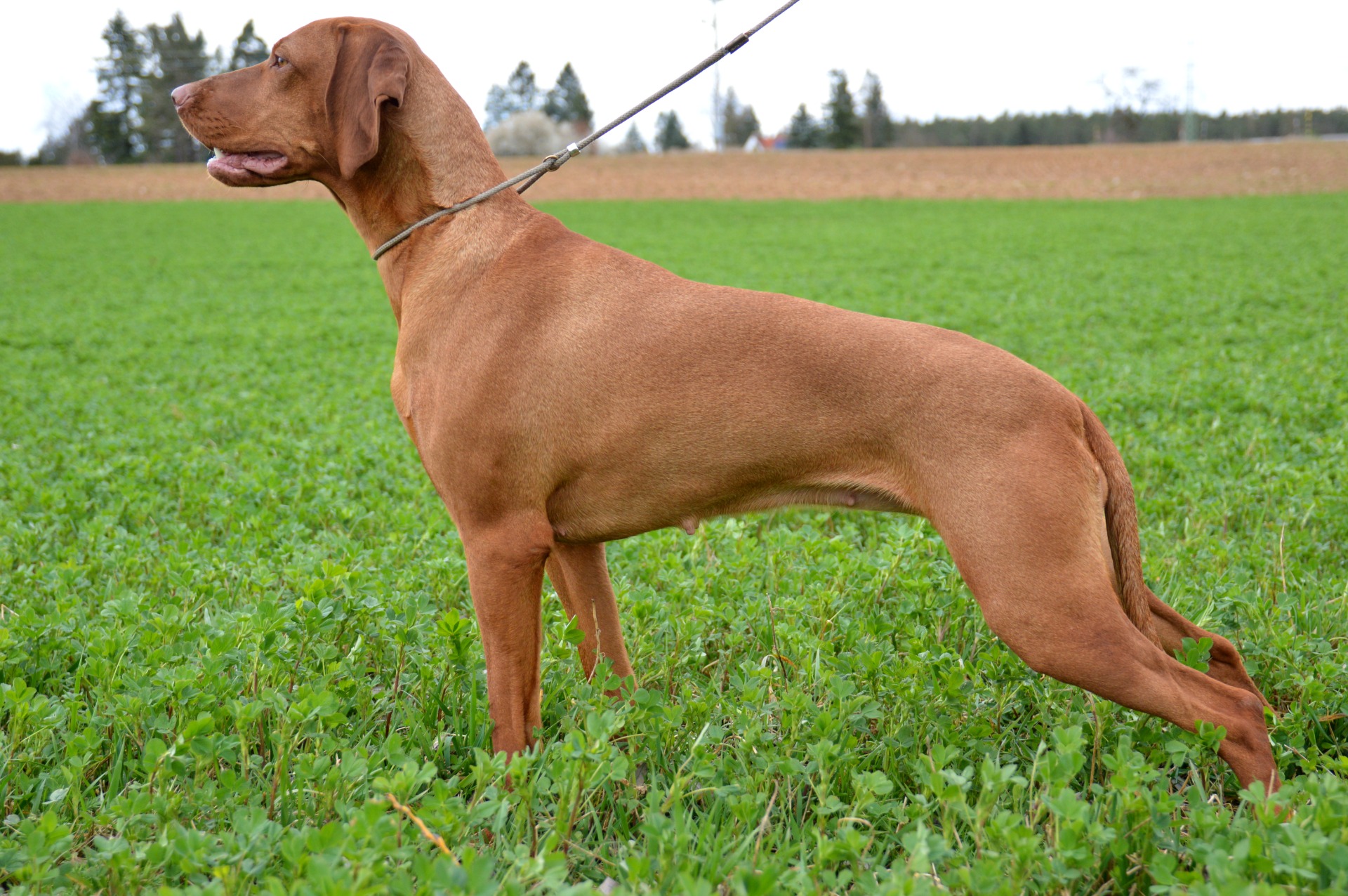 Erika od Kornatického potoka