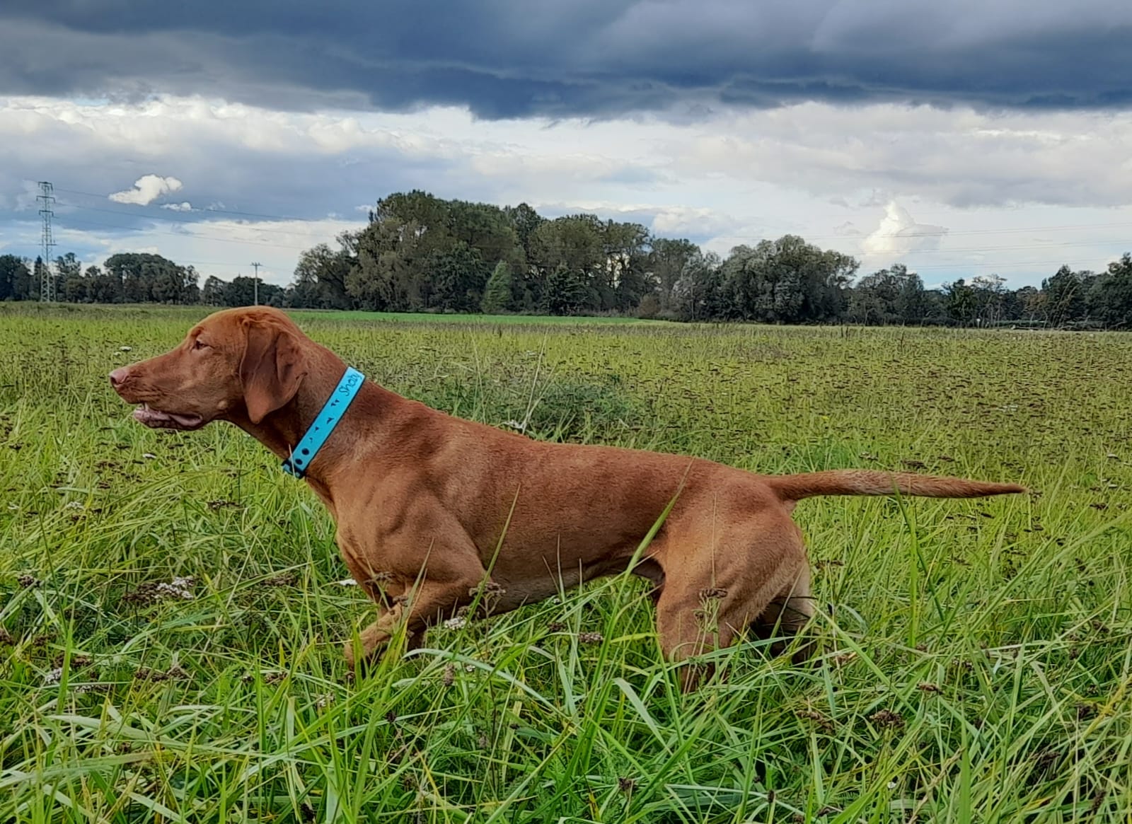 Constantin Kis Méhecske